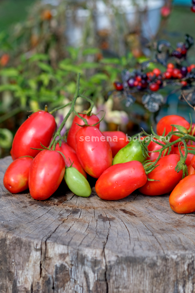 Томат Пальчики Мальвины, 10 шт