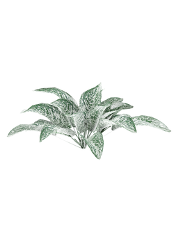 тропические Аглаонема переменчивая Paisagismo Cafe de Salao