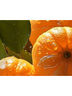 Mandarine base KAE / Мандарин база