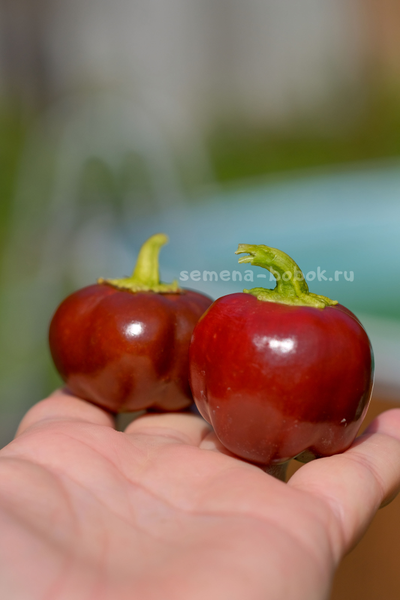 Перец Сладкий Mini Bell Сhocolate (Мини Белл Шоколадный), 10 шт