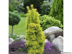 Тисс ягодный Давид - David