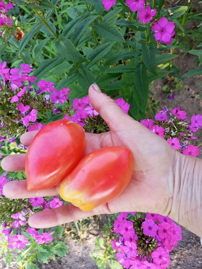 Томат Гном Затонувший персик (Dwarf Sunkissed Peach), США, Австралия