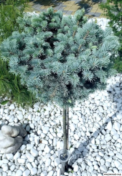 Ель Глаука Глобоза на штамбе - Glauca Globosa
