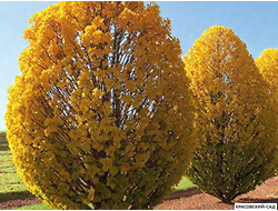 Граб обыкновенный - Carpinus