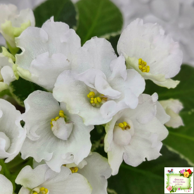 ЛЕ-Стрекоза (Е. Лебецкая) 2020 г. (пестролистный лонг)