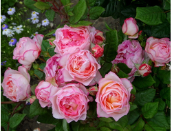 Мадам де Сталь (Mme de Stael). шраб.