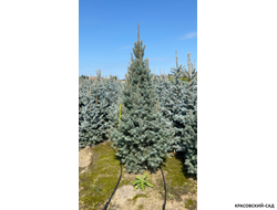 Ель Изели Фастигиата - Iseli Fastigiate