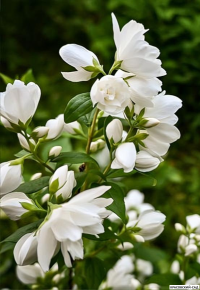 Чубушник Манто д'Эрмин - фото цветков - красовский-сад.рф
