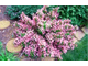 Вейгела  Pink Poppet