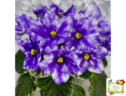 Hunter’s Andromeda (K. Muzalewski) 2023 г. (лист с деткой посажен 25.07.25)