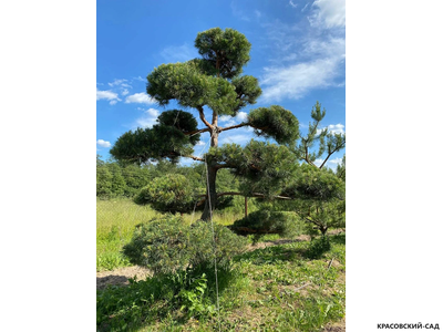 Ниваки - Бонсай садовый сосна Ватерери - Watereri