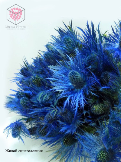 Силиконовый молд "Синеголовник (эрингиум) "
