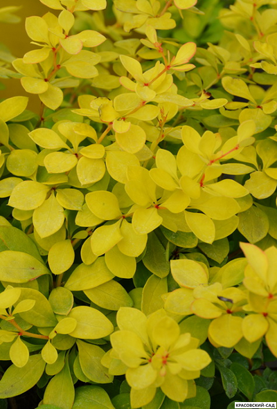 Барбарис Тунберга Голден Хоризон фото крупным планом красовский-сад.рф