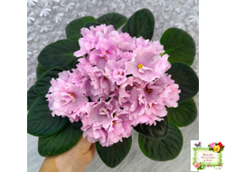 Hunter's Vertigo (K. Muzalewski) (лист укоренённый)