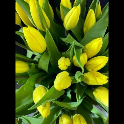 Тюльпаны 51 шт