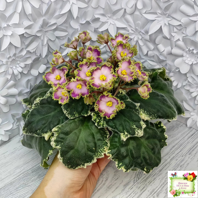 НД-Вербена (Н. Данилова-Суворова) 2021 г.