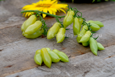 Томат Dancing green fingers (Танцующие Зеленые Пальцы), 10 шт