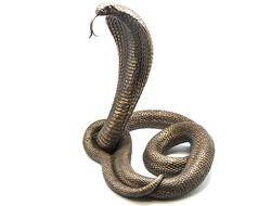 Модель № WS-V5: Статуэтка "Королевская кобра"