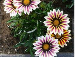 ТИГРОВАЯ НЬЮ ДЭЙ ТАЙГЕР МИКС 4ШТ