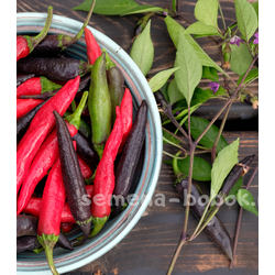 Перец сладкий Мурасаки Тогараши Ямато, 10 шт