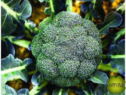 КАПУСТА БРОККОЛИ 1 шт