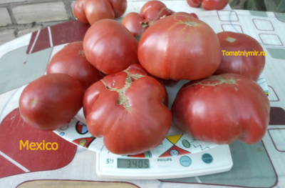 Томат Мехико (Mexico, Мексиканец)