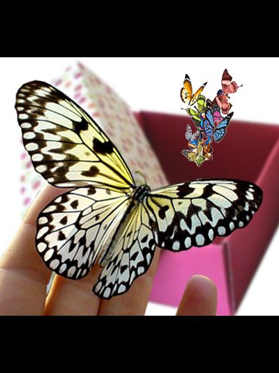 Салют из 10 тропических бабочек . Микс !