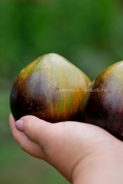 Томат Охровая Вуаль