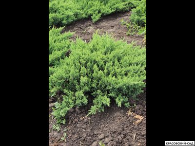 Можжевельник Сан Хосе - San Jose