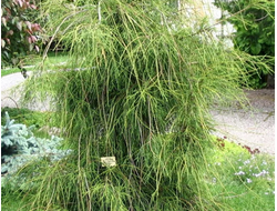 Туя западная Filiformis, C3