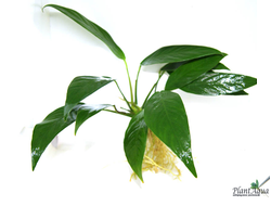 Анубиас Ланцеолята