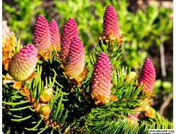 Ель обыкновенная Акрокона - Фото 4 - красовский-сад.рф