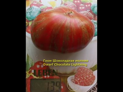 Томат Гном Шоколадная молния (Dwarf Chocolate Lightning)