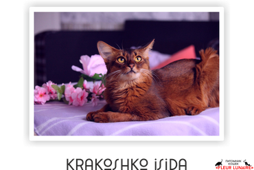 CH, CHAMPION Krakoshko Isida
Открыт титул ICHAMPION 
"BEST IN BREED GROUP". 
Дважды второе место "BEST of BEST".
Порода: сомалийская, окрас дикий.