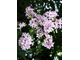 Венгерская сирень (Syringa josikaea)