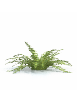 папоротники Папоротник 40