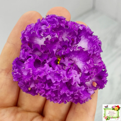 ПТ-Принцесса Ясмин (Т. Пугачева) 2019 г.