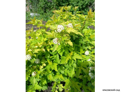 Пузыреплодник калинолистный Наггет - Nugget