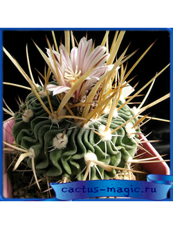 Echinofossulocactus gladiatus