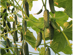 огурцы "Бьерн" семена 5 шт.