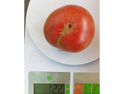 Томат Гном Мгла Винса (Dwarf Vince’s Haze)