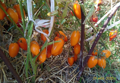 Томат Елисей