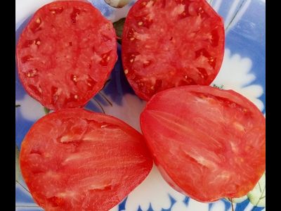 Томат Остроконечное сердце Марека (Marek's Pointy Heart) США