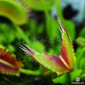 Dionaea muscipula Kayan