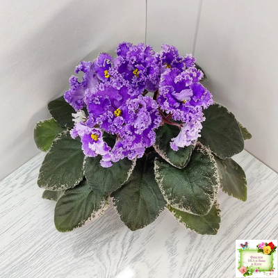 Н-Озёрный Край (Н. Бердникова) 2018