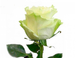 Розы Мондиаль Белые (до 80 см) Эквадор