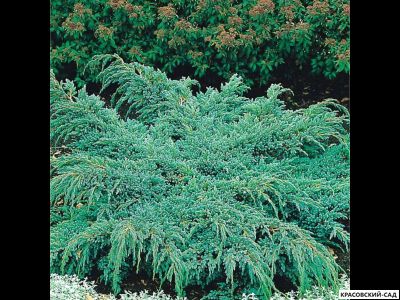 Можжевельник Блю Спайдер - Blue Spider