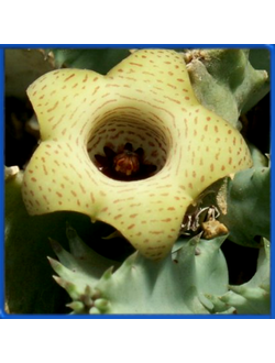 Huernia thuretii v. primulina, Wooldridge