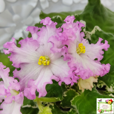 Nik-Обыкновенная Богиня (Н. Булко) 2023 г. (сортовая омоложенная розетка)