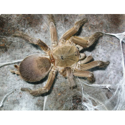 Chilobrachys guangxiensis